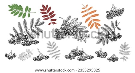 
Hand drawn collection of various branches of mountain ash with leaves and berries. Black and white drawings.  Vintage style. Royalty-Free Stock Photo #2335295325