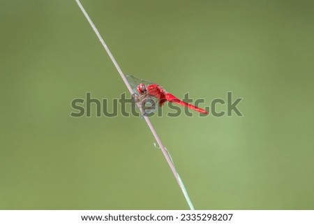 All red male Scarlet skimmer