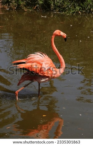 beautiful flamingo portrait, nature photography