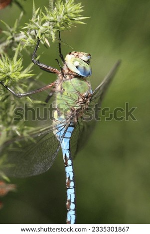 beautiful dragonfly, wild life photography