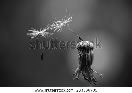 Dark, black and white photo of dandelion seeds