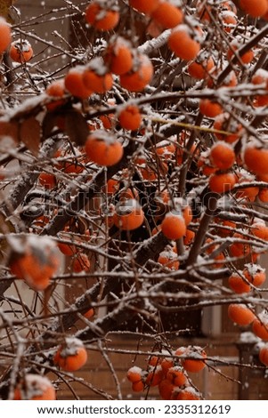 Snow lies on a ripe persimmon on a tree in winter in the courtyard of the house against the background of the window.