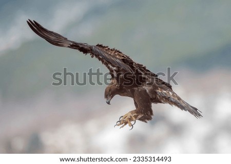 Golden eagle (Aquila chrysaetos) in the wild Royalty-Free Stock Photo #2335314493