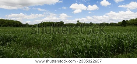 Green corn field at countryside. On sunny day and blue sky with white clouds in rainy season. Phrae, Thailand. Agriculture, panoramic view, nature background.