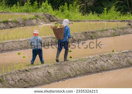 Asian group of Farmers planting rice during the rainy season in the mountains of Southeast Asia. Field of rice-based food agriculture, which is an agricultural crop for consumption and trade.