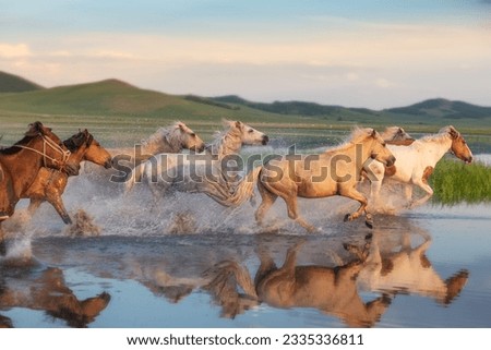 Galloping horses galloping on the grassland wetlands of Inner Mongolia in summer Royalty-Free Stock Photo #2335336811
