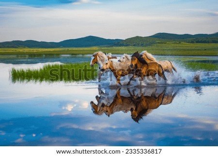 Galloping horses galloping on the grassland wetlands of Inner Mongolia in summer Royalty-Free Stock Photo #2335336817