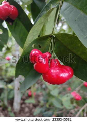 Syzygium jambos is a species of rose apple, bell apple, button, wax apple. Royalty-Free Stock Photo #2335340581