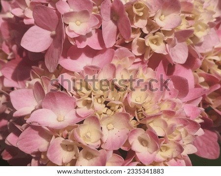 Close-up picture of hydrangea flowers