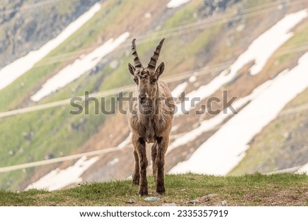 Ibex looking at the camera while having a nice picture taken with the mountain as a background.