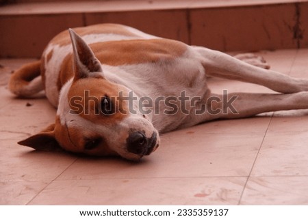 White and brown dog relaxing. dog sitting, dog sleeping photo. Close up photo