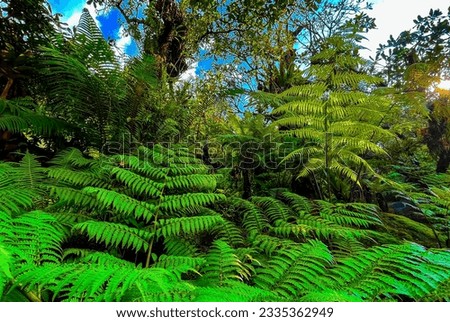this background image It's a picture of a humid, man-made tourist forest filled with ferns of a type common to many parts of the world.