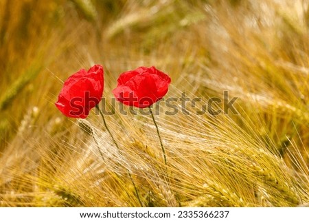 two red poppy flowers in a golden, yellow corn field