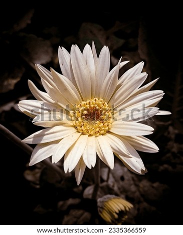Daisy petals has one of the best symmetry in flowers. 