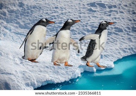 Antarctica, Seals, Iceberg Penguin Pictures  Images King Penguin