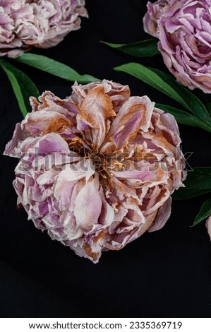 Dried peonies flowers on black background postcard poster printable photography
