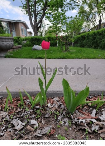 Strong unique tulip growing spring