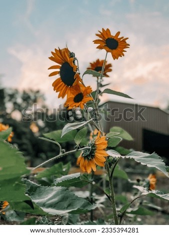 Sunflowers Sunlight Garden Summer Natural