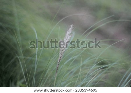 Reeds or weeds are photographed with a blurred background