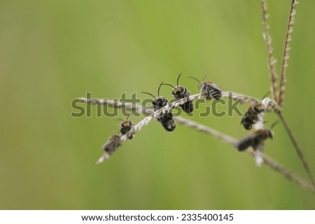 a collection of bees perched on grass leaves
