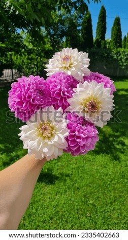 The person is holding a beautiful bright bouquet of dahlias in his hand. A warm summer day. Giving or receiving gifts