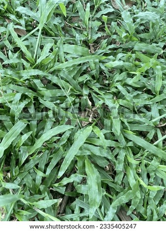 green grass picture lawn nature background image plant grass