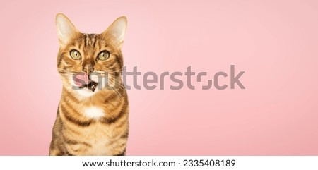 Bengal cat licks its lips on a pink background with copy space.