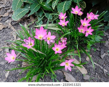 beautiful pink flower ornamental plant