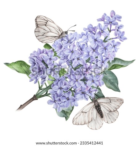 Composition of a butterfly on a lilac flower. Watercolor botanical illustration. Hand drawn clipart isolated on a white background. An insect with white wings on a purple flowering bush. For prints