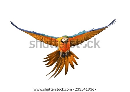 Colorful flying parrot isolated on white background. Royalty-Free Stock Photo #2335419367