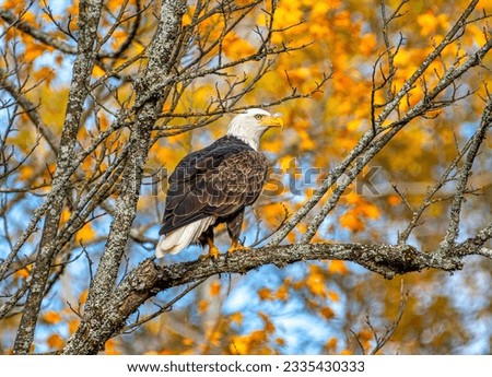 A beautiful adult Bald Eagle photographed while perched on a branch with a background of vibrant autumn foliage in the Wisconsin northwoods.
