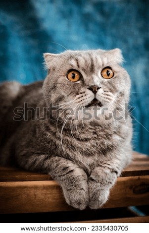 Pet photography cute cats portrait indoor
