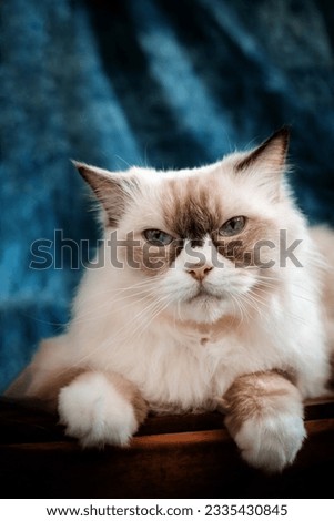 Pet photography cute cats portrait indoor