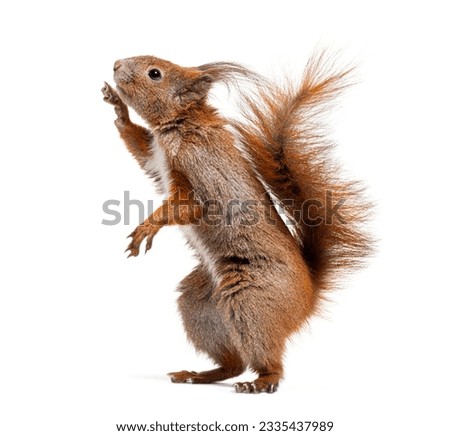 Side view of a Eurasian red squirrel on hind legs looking up, sciurus vulgaris, isolated on white