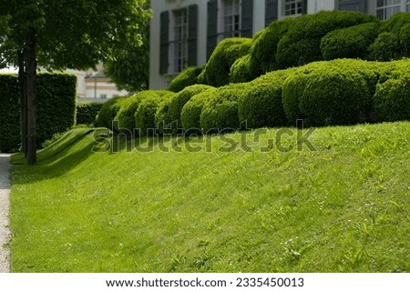 green lawn on the slope in front of the house with round bushes of boxwood at the top Royalty-Free Stock Photo #2335450013