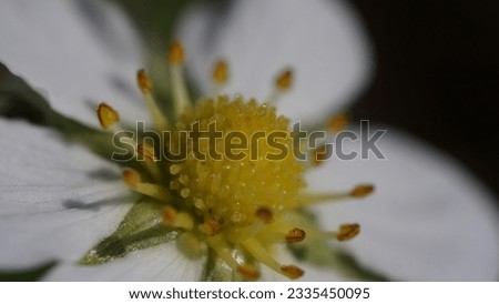 Delightful world of Fragaria vesca: Wild strawberries flower, unveiled. Close-up and macro photo. Spring season