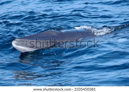 Minke Whale photographed near the Isle of Coll, July 2023. Royalty-Free Stock Photo #2335450381