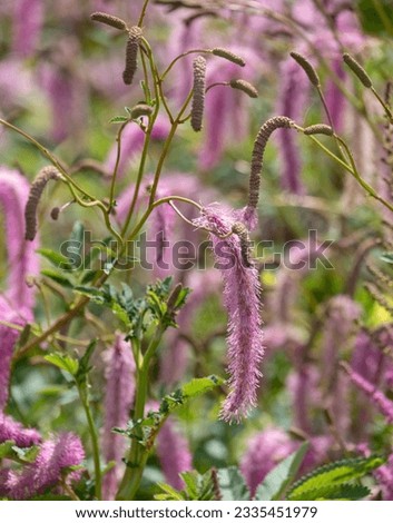 Unusual Sanguisorba hakusanensis fluffy perennial flowers, also known as Lilac Squirrel. Photographed at Wisley garden in Surrey UK in mid summer.