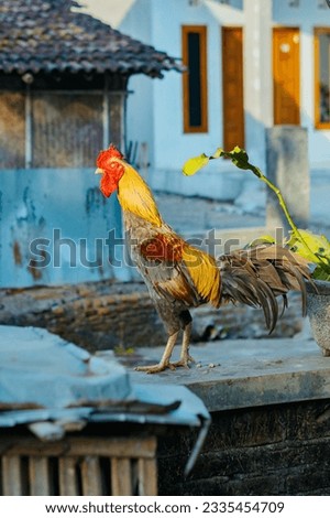 a rooster perched on the wall fence Royalty-Free Stock Photo #2335454709