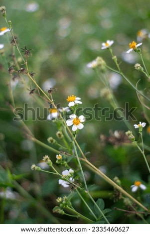 Small white flowers with bright yellow stamen. Bidens alba flower
