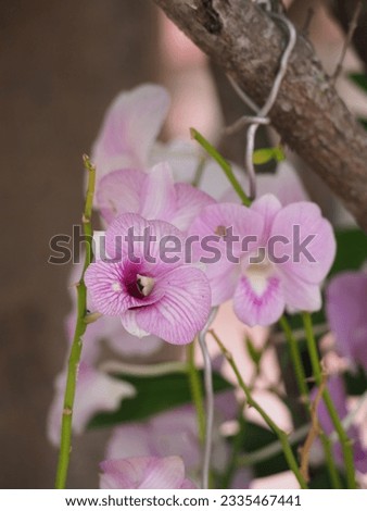 cooktown orchids is a type of purple orchid, Blooming Dendrobium Bigibbum or Cooktown Orchid or Mauve Butterfly Orchid or Lilac Purple Orchid