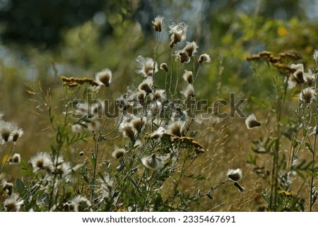 Milk thistle or silybum marianum  forming seeds after flowering in a summer meadow, Sofia, Bulgaria    