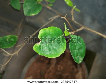 Leaves are simple and alternate, with an undulate leaf margin. The leaf blade is 2–4 inches long, with much variation in shape: globular, elliptical, obivate, ovate, or cordate. Leaves are mid- to dee Royalty-Free Stock Photo #2335478471