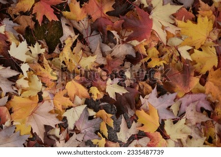 red yellow orange and brown autumn leaves