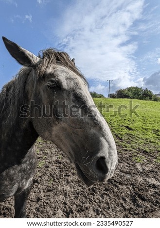 A horse pictured against a blue sky in summer, taken I'm Helmshore, Rossendale