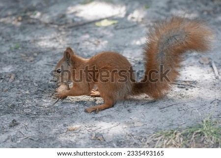 Red squirrel stands in the park on the ground and eats a nut close up.