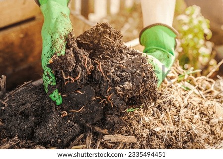 Compost Worms. Recycling Waste into Eco Fertilizer. Worms from Compost Pile in Garden. Humus as Result Composting Rotting Sorting Waste. Ecological Farming. Royalty-Free Stock Photo #2335494451