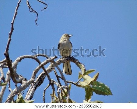 Mockingbird perched on the pepper tree close up 2
