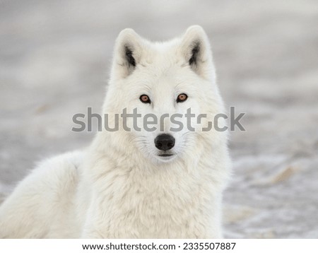 portrait of a white wolf on a gray background