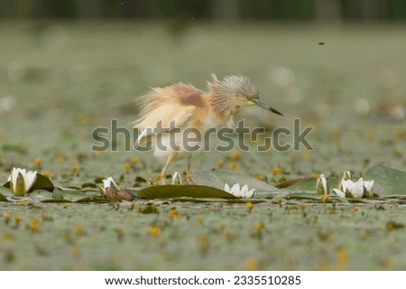Squacco heron - Ardeola ralloides - wading in water vegetation with raised feather with green background. Photo from Hingary.	